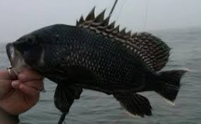 Image result for Centropristis striata