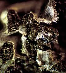 Attēlu rezultāti vaicājumam “Badhamiopsis macrospora macro”