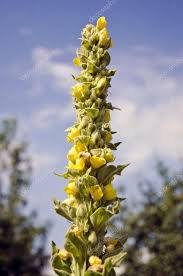 Attēlu rezultāti vaicājumam “Verbascum densiflorum flower”
