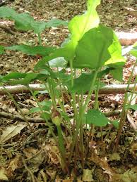 Attēlu rezultāti vaicājumam “Potamogeton trichoides leaf”