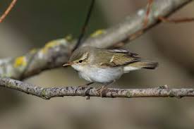 Attēlu rezultāti vaicājumam “Phylloscopus trochiloides”