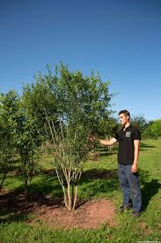 Attēlu rezultāti vaicājumam “Euonymus europaeus”