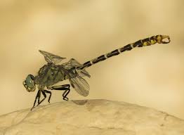 Attēlu rezultāti vaicājumam “Onychogomphus forcipatus”