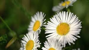 Attēlu rezultāti vaicājumam “Erigeron annuus flower”