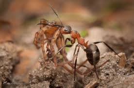 Attēlu rezultāti vaicājumam “Formica rufa imago”
