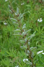 Attēlu rezultāti vaicājumam “Lupinus polyphyllus fruit”