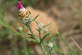 Attēlu rezultāti vaicājumam “Centaurea jacea fruit”