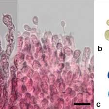 Attēlu rezultāti vaicājumam “Mucronella calva”