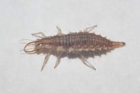 Attēlu rezultāti vaicājumam “Chrysopidae larva”