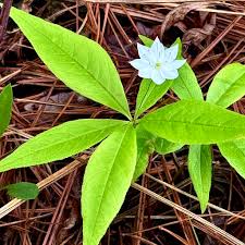 Attēlu rezultāti vaicājumam “Trientalis europaea leaf”