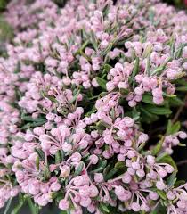 Attēlu rezultāti vaicājumam “Andromeda polifolia fruit”