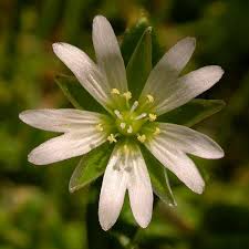 Attēlu rezultāti vaicājumam “Craterium minutum cf. var. brunneum stalked”