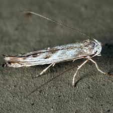 Attēlu rezultāti vaicājumam “Lyonetiidae”