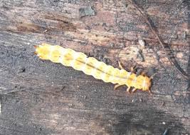 Attēlu rezultāti vaicājumam “Cucujus cinnaberinus larva”