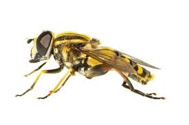 Attēlu rezultāti vaicājumam “Helophilus pendulus”