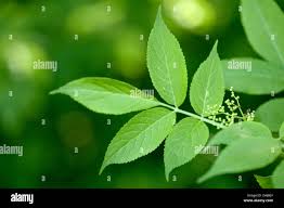 Attēlu rezultāti vaicājumam “Sambucus nigra leaf”