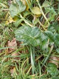Attēlu rezultāti vaicājumam “Barbarea vulgaris subsp. arcuata fruit”