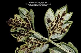 Attēlu rezultāti vaicājumam “Tranzschelia anemones”