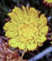 Attēlu rezultāti vaicājumam “Tussilago farfara bud”