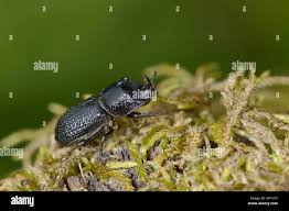 Attēlu rezultāti vaicājumam “Sinodendron cylindricum male”