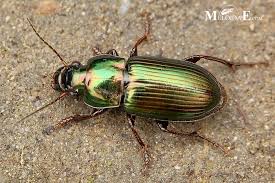 Attēlu rezultāti vaicājumam “Harpalus sp.”