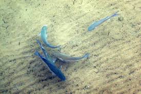 Image result for Chelon labrosus