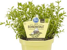 Image result for Bohnenkraut