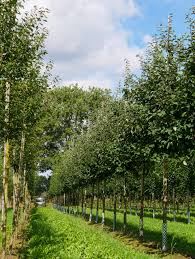 Attēlu rezultāti vaicājumam “Cydonia oblonga”