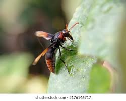 Attēlu rezultāti vaicājumam “Eumenidae”