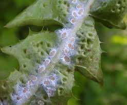 Attēlu rezultāti vaicājumam “Griselda ustomaculana”