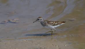 Image result for Calidris subminuta