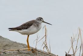 Image result for Tringa melanoleuca