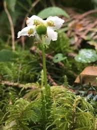 Attēlu rezultāti vaicājumam “Moneses uniflora leaf”