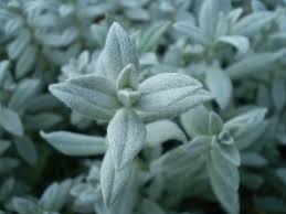 Image result for cerastium tomentosum