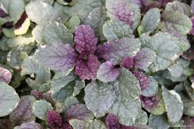 Image result for Ajuga reptans