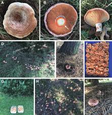 Attēlu rezultāti vaicājumam “Lactarius deliciosus”