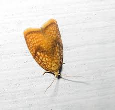 Attēlu rezultāti vaicājumam “Acleris forsskaleana”