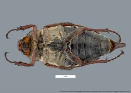 Attēlu rezultāti vaicājumam “Melolontha melolontha”