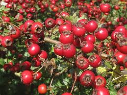 Attēlu rezultāti vaicājumam “Crataegus monogyna fruit”
