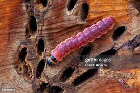 Attēlu rezultāti vaicājumam “Cossus cossus larva”