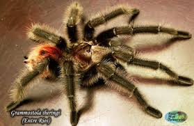 Attēlu rezultāti vaicājumam “Trachyspora intrusa”