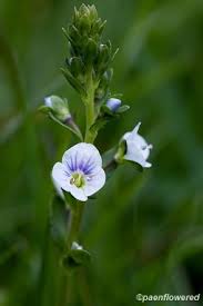 Attēlu rezultāti vaicājumam “Veronica serpyllifolia leaf”