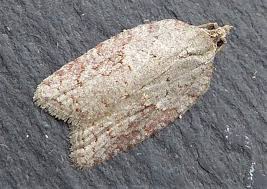 Attēlu rezultāti vaicājumam “Acleris aspersana”