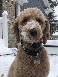 Image result for stehr tehron