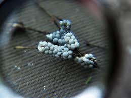 Attēlu rezultāti vaicājumam “Diderma floriforme macro”