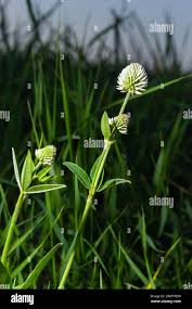 Attēlu rezultāti vaicājumam “Trifolium montanum”