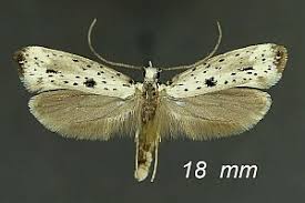 Attēlu rezultāti vaicājumam “Yponomeuta plumbella”