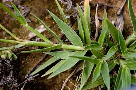 Attēlu rezultāti vaicājumam “Lophozia badensis sporophyte”