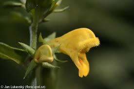 Attēlu rezultāti vaicājumam “Melampyrum sylvaticum leaf”