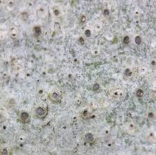 Attēlu rezultāti vaicājumam “Thelotrema lepadinum”